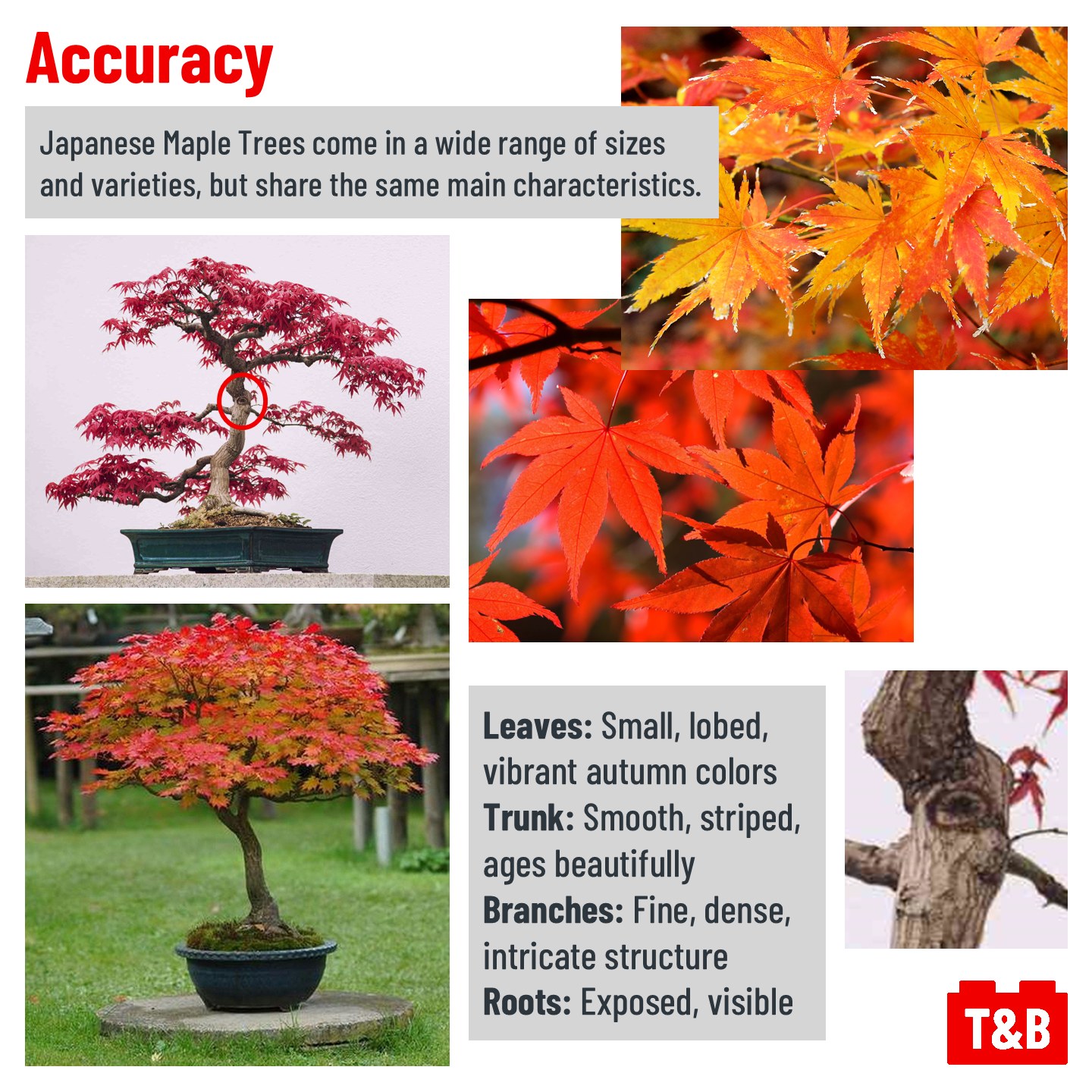 2776 SET REVIEW: 10348 Japanese Maple Tree - Tips&Bricks